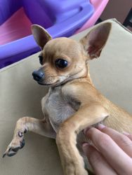 Chihuahua pet his name is Terry