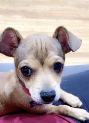 10 month old chihuahua Need new home