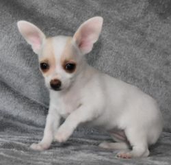 AKC Chihuahua puppies