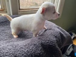 Female ChihuahuaPup born1/31/20 onSolidFoodsReady2Go