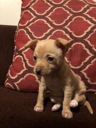 Chihuahua for sell