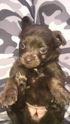 Chihuahua puppy’s for sale