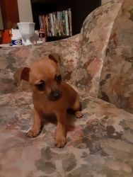 6 week old chihuahua for sale