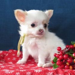 Chihuahua puppies set for new homes