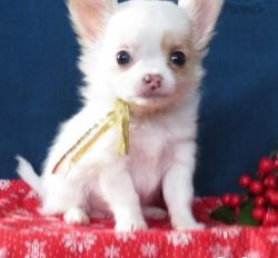 (TEACUP) - CHIHUAHUA PUPPIES