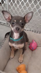 *RARE* Blue male Chihuahua
