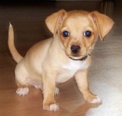 Cute Chihuahua Puppy Ready