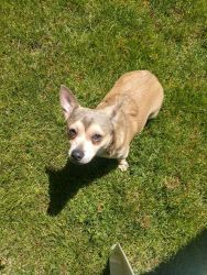 Rehoming 10 Month old Chihuahua - around 10 lbs!