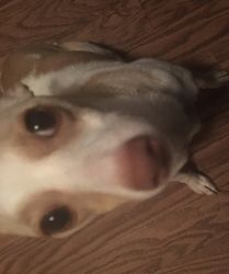Chihuahua needs a loving home