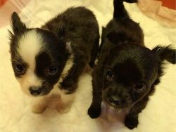 Summary: Breed - Chihuahua, Price - $1800