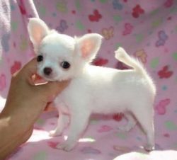 Mini chihuahua puppies for sale