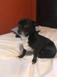 chihuahua/mix puppy-dog needs new home