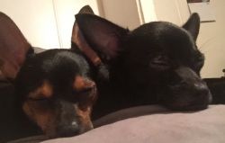 2 Chihuahua Puppies