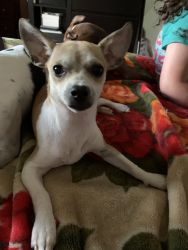 6 month old male Chihuahua puppy