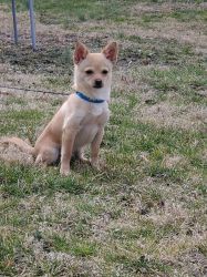 Chihuahua year old male