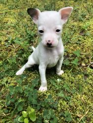 Adorable tiny teacup male chihuahua puppies