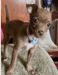 Female Chihuahua Puppy