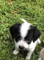 Chion puppy for sale
