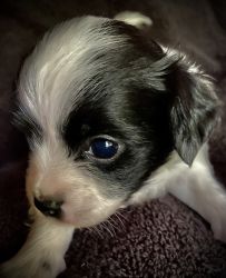 Lowered price-Long-haired male Chihuahua pup born June 21, 2020