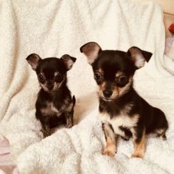 Chihuahua puppies ( beautiful and adorable )