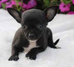 Certified male chihuahua puppy