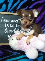 CHIHUAHUA PUPPY FOR SALE