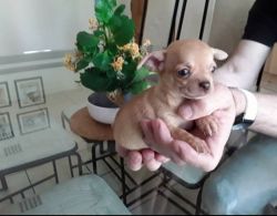 Cute and Loveable Chihuahua