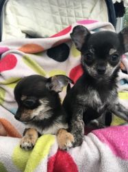 REGISTERED CHIHUAHUA PUPS
