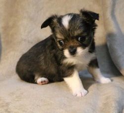 Passionate Chihuahua pups for sale