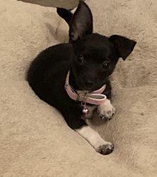 Black/White Chihuahua