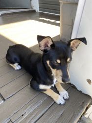 Chihuahua mixed w/ Rottweiler