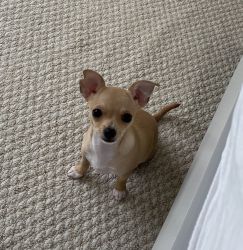 3 Month Old Chihuahua Puppy For Sale