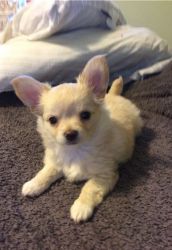 Chihuahua Puppies seeking lovely homes