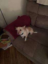 Chihuahua-female-almost four years old -has all vaccinations