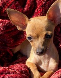 Brindle Chihuahua