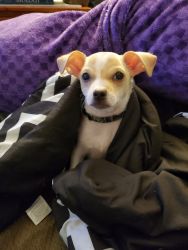 Applehead Chihuahua for sale puppy