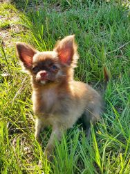 Chocolate Brindle chihuahua Longhaired