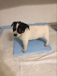 Jack Russell / Chihuahua puppies