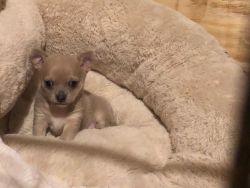 Smooth Coat Gorgeous Chihuahua Puppy