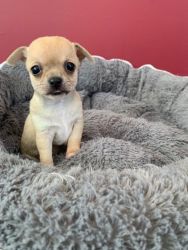 Stunning Quality Chihuahua Puppies