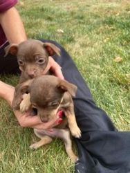 Brown Twin Puppies Boy & Girl