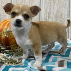 Chihuahua Puppies seeking lovely homes.