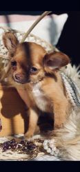 Teacup Longhaired Chihuahua Puppy