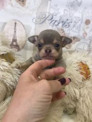 awesome chihuahua puppies