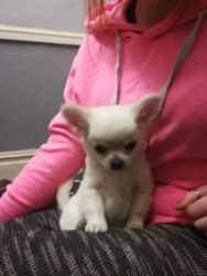 Adorable Chihuahua Puppy for Sale