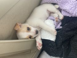 Chihuahua and Rat Terrier Mix For Sale