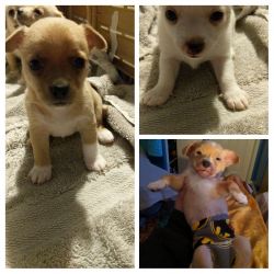 3 dogs for sell