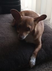Chihuahua needs Love
