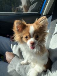 Full Breed long-haired red/white chihuahua no longer available!!