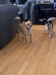 Chihuahua/ Pomeranian young sisters
